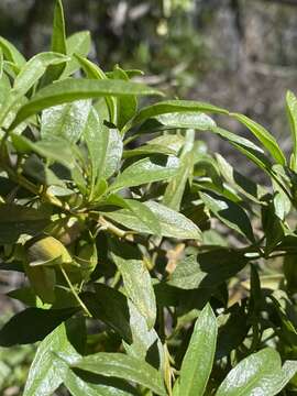 صورة Eremophila gibbosa R. J. Chinnock