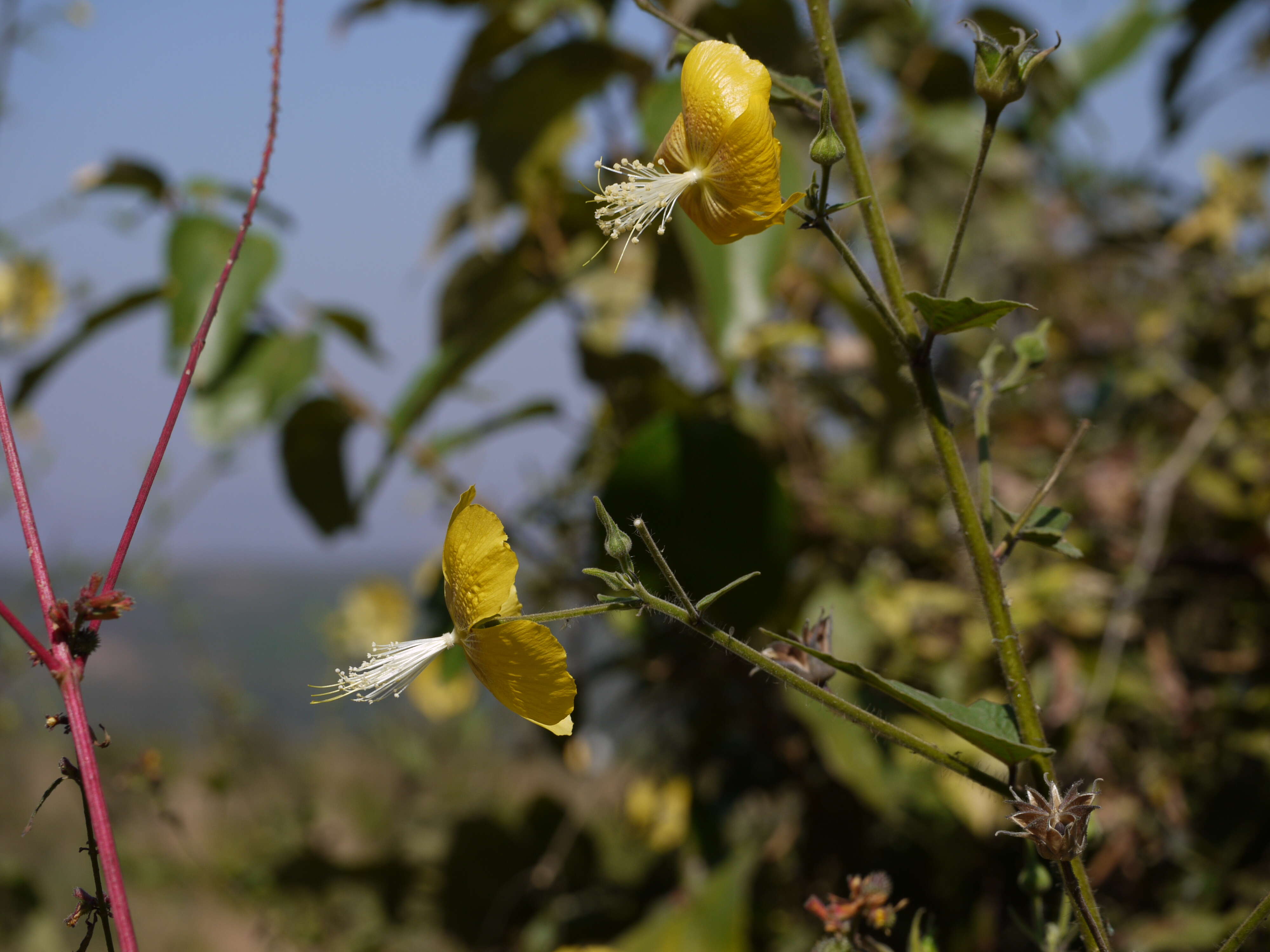 Image of Abutilon persicum (Burm. fil.) Merr.