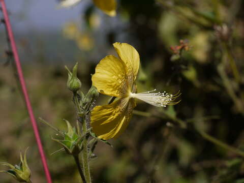 Imagem de Abutilon persicum (Burm. fil.) Merr.