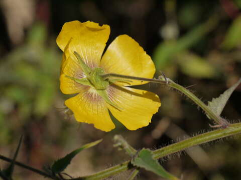 Imagem de Abutilon persicum (Burm. fil.) Merr.