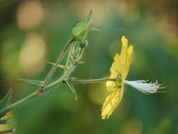 Imagem de Abutilon persicum (Burm. fil.) Merr.