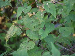 Imagem de Abutilon persicum (Burm. fil.) Merr.