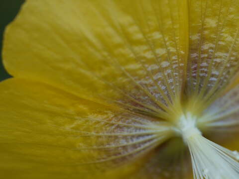 Imagem de Abutilon persicum (Burm. fil.) Merr.