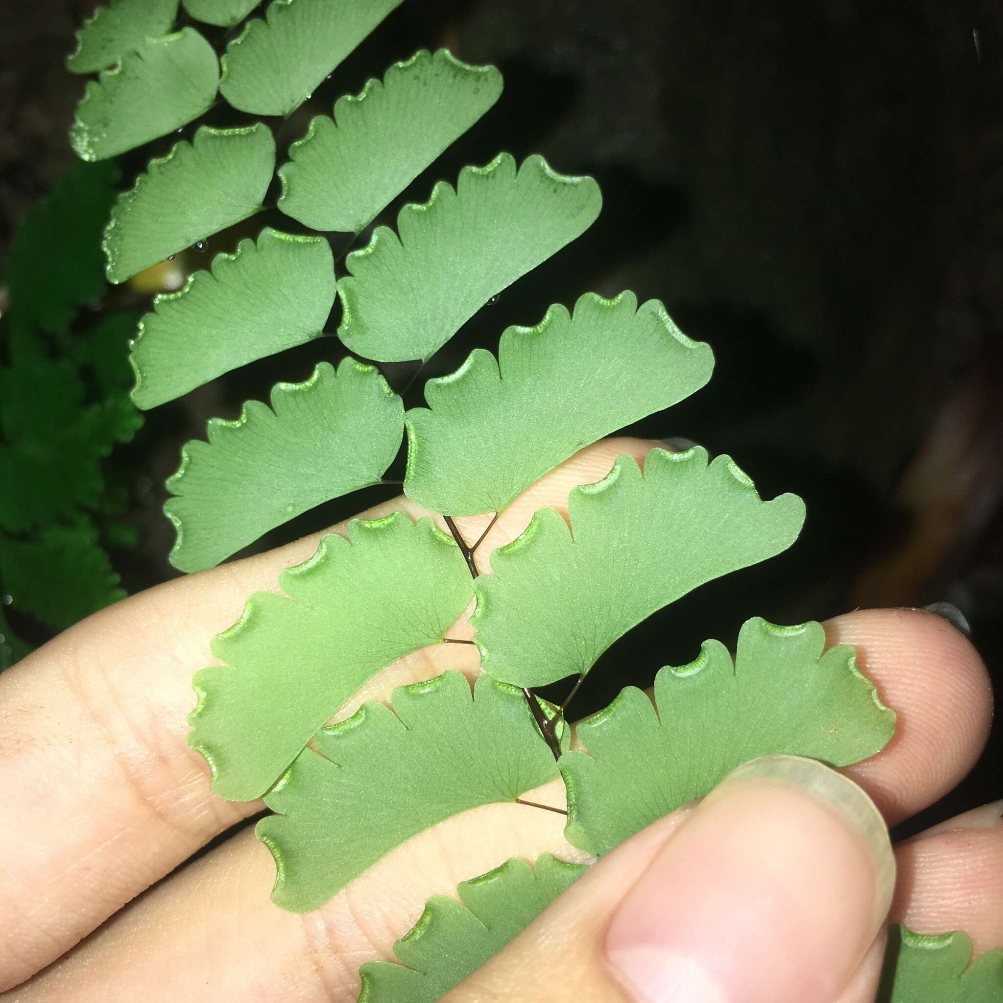 Adiantum menglianense Y. Y. Qian的圖片