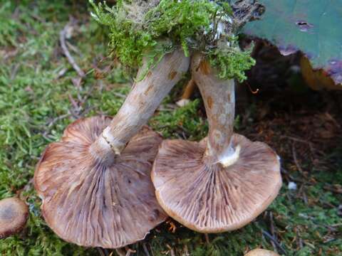 Image of Armillaria gallica Marxm. & Romagn. 1987