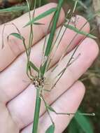 Image of climbing bamboo