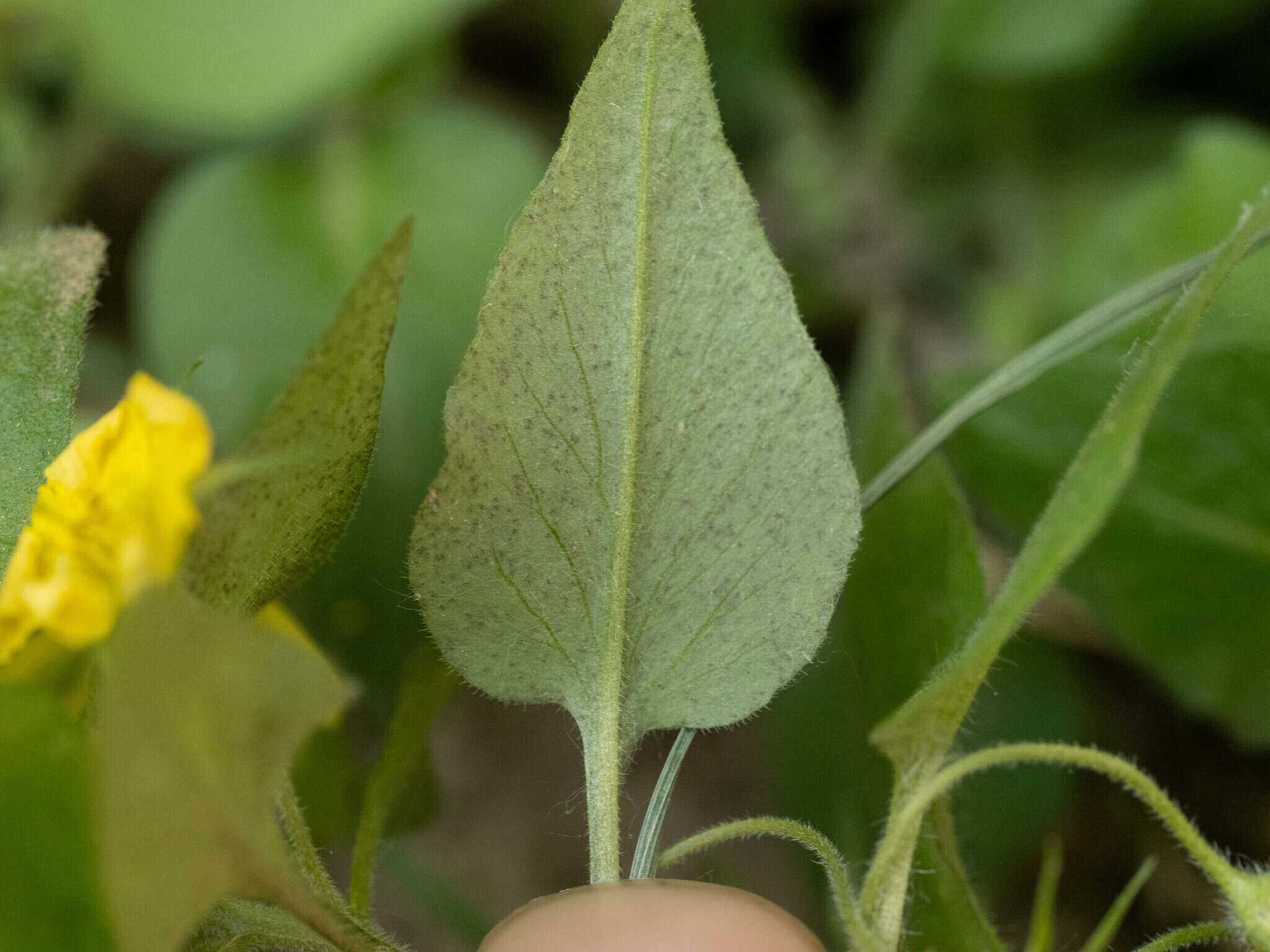 Plancia ëd Lysimachia grammica Hance