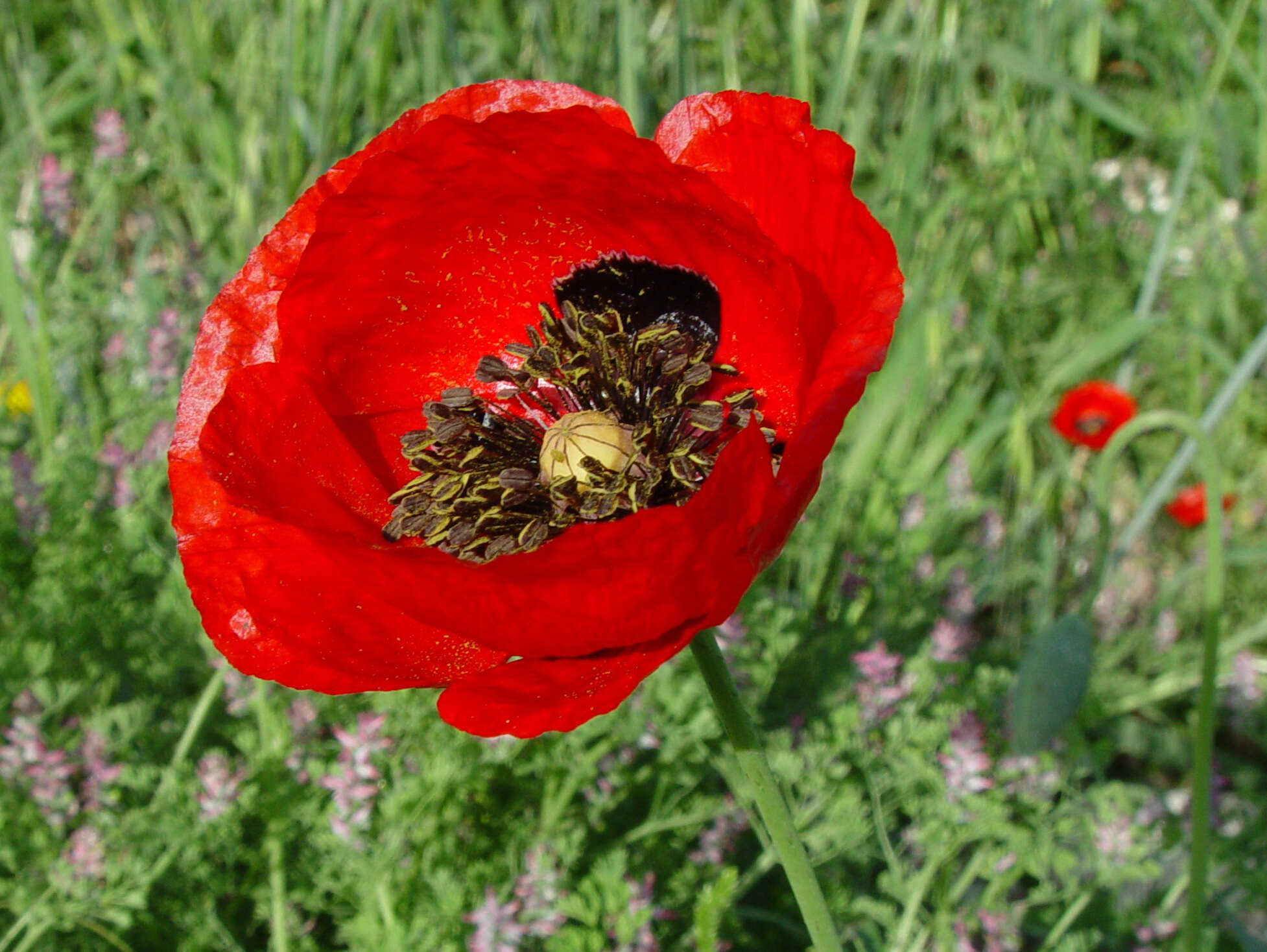 Imagem de Papaver umbonatum Boiss.