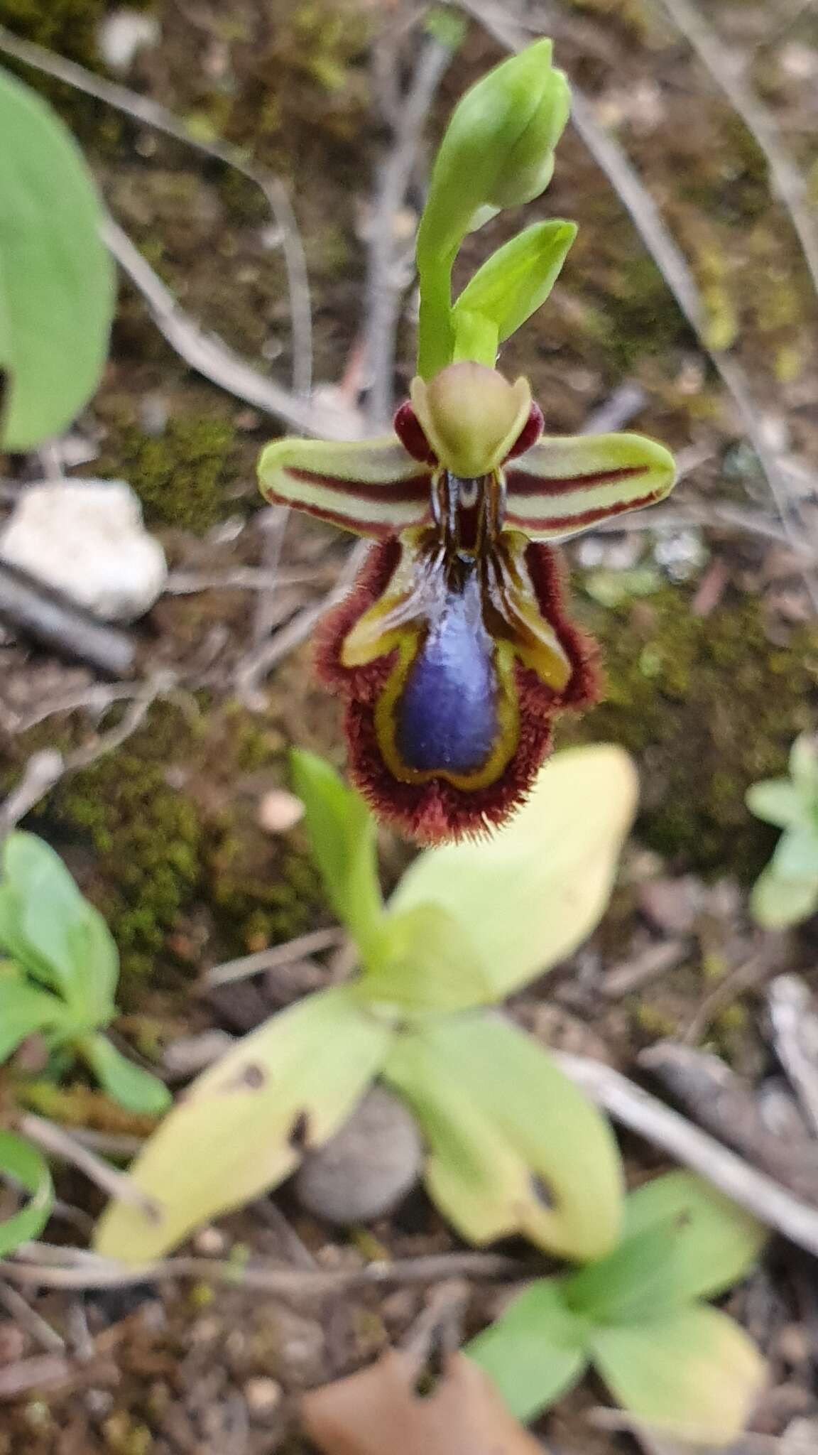 Image of Ophrys speculum subsp. speculum