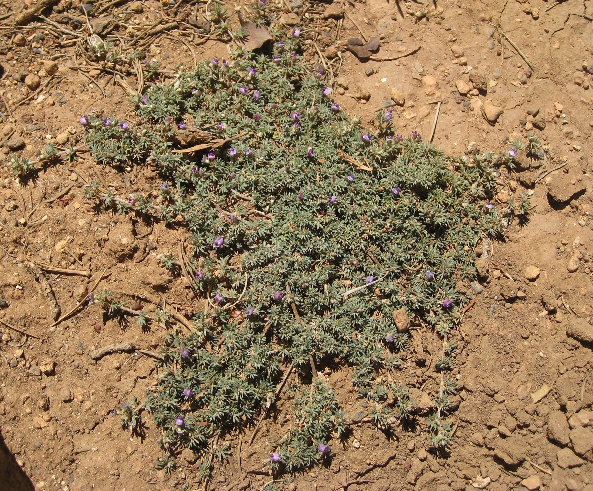 Image of spiny milkvetch