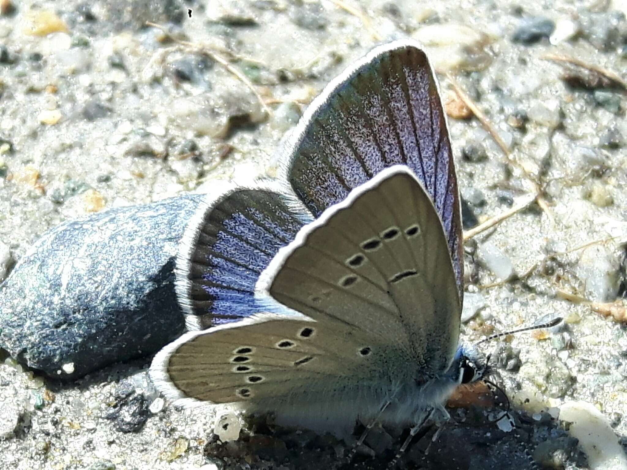 Image of Cyaniris semiargus (von Rottemburg 1775)