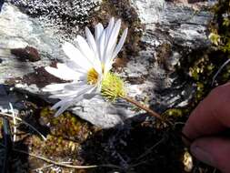 Image of Celmisia bonplandii (J. Buch.) Allan