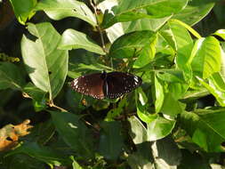 Euploea crameri Lucas 1853的图像
