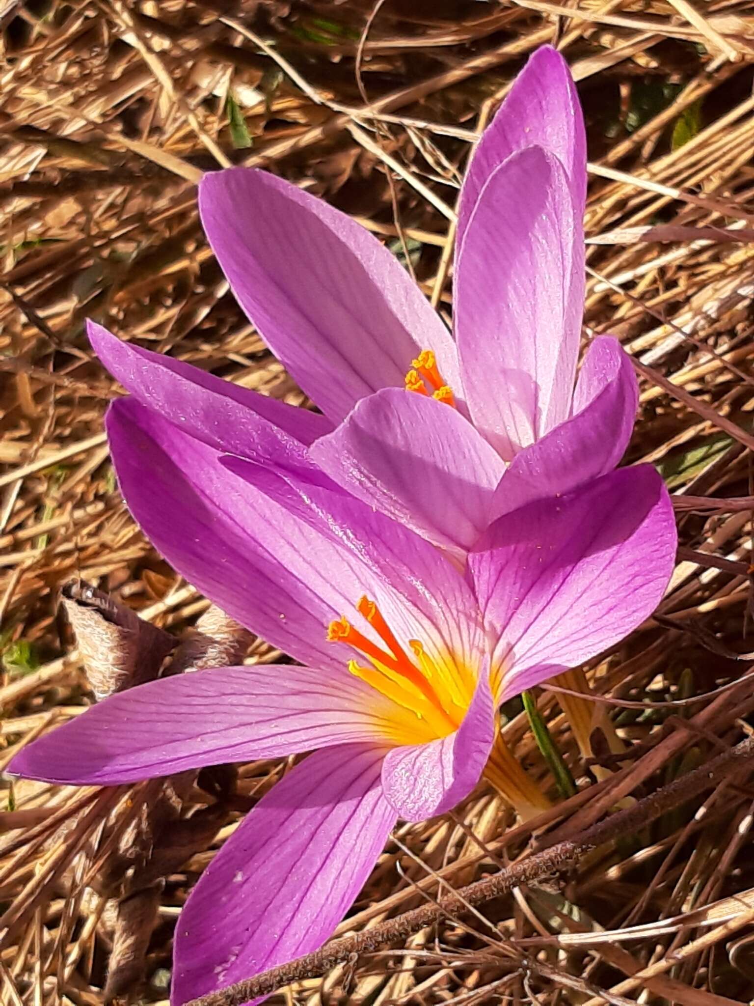 Image of various-coloured crocus