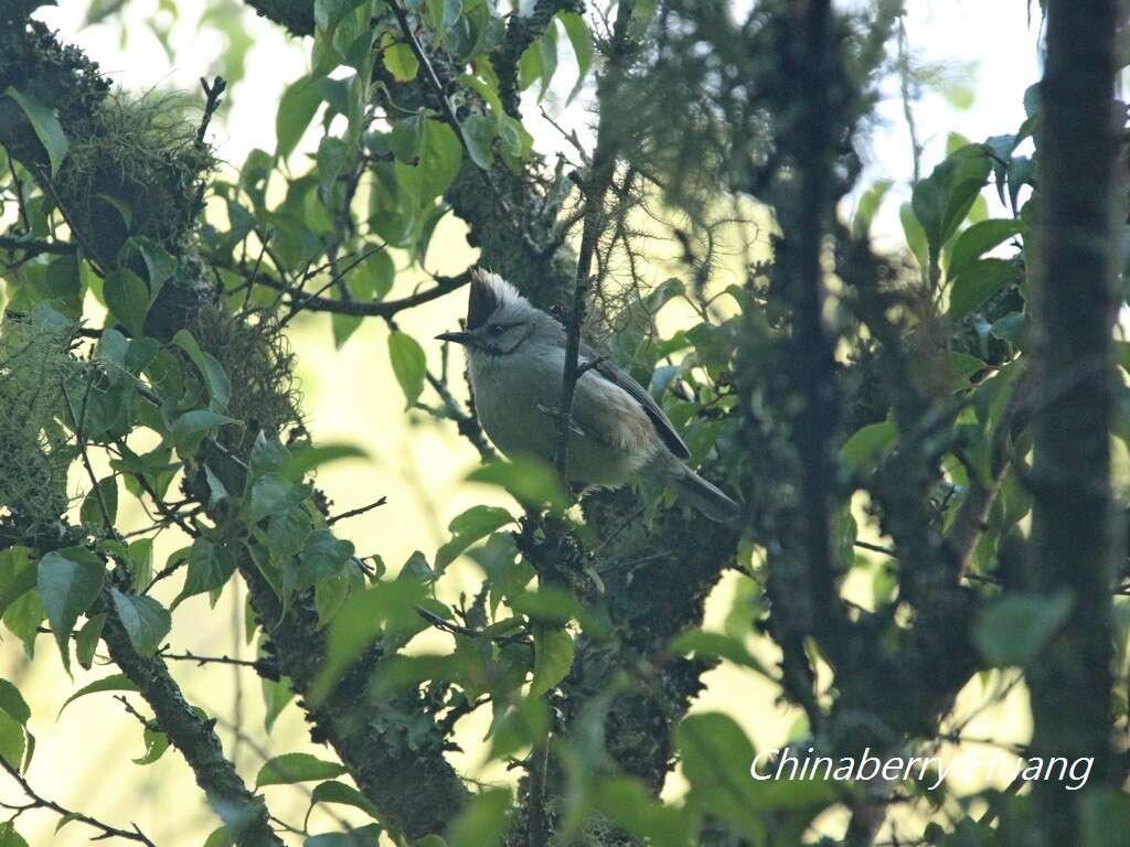 Image of Formosan Yuhina