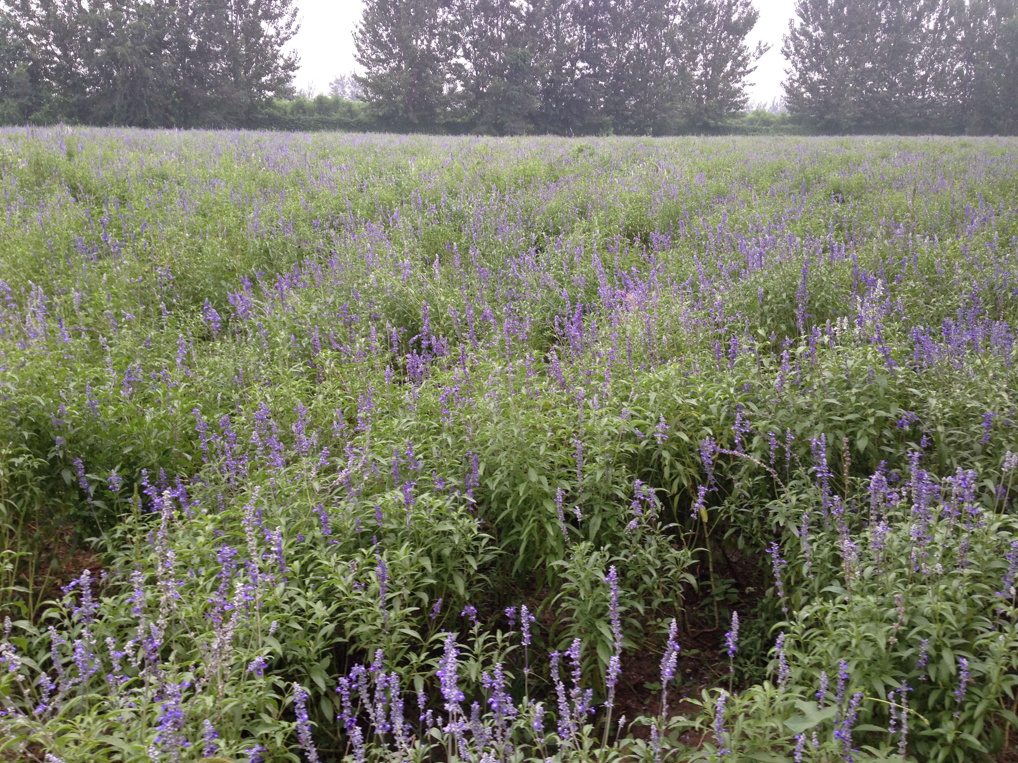 Слика од Lavandula angustifolia Mill.