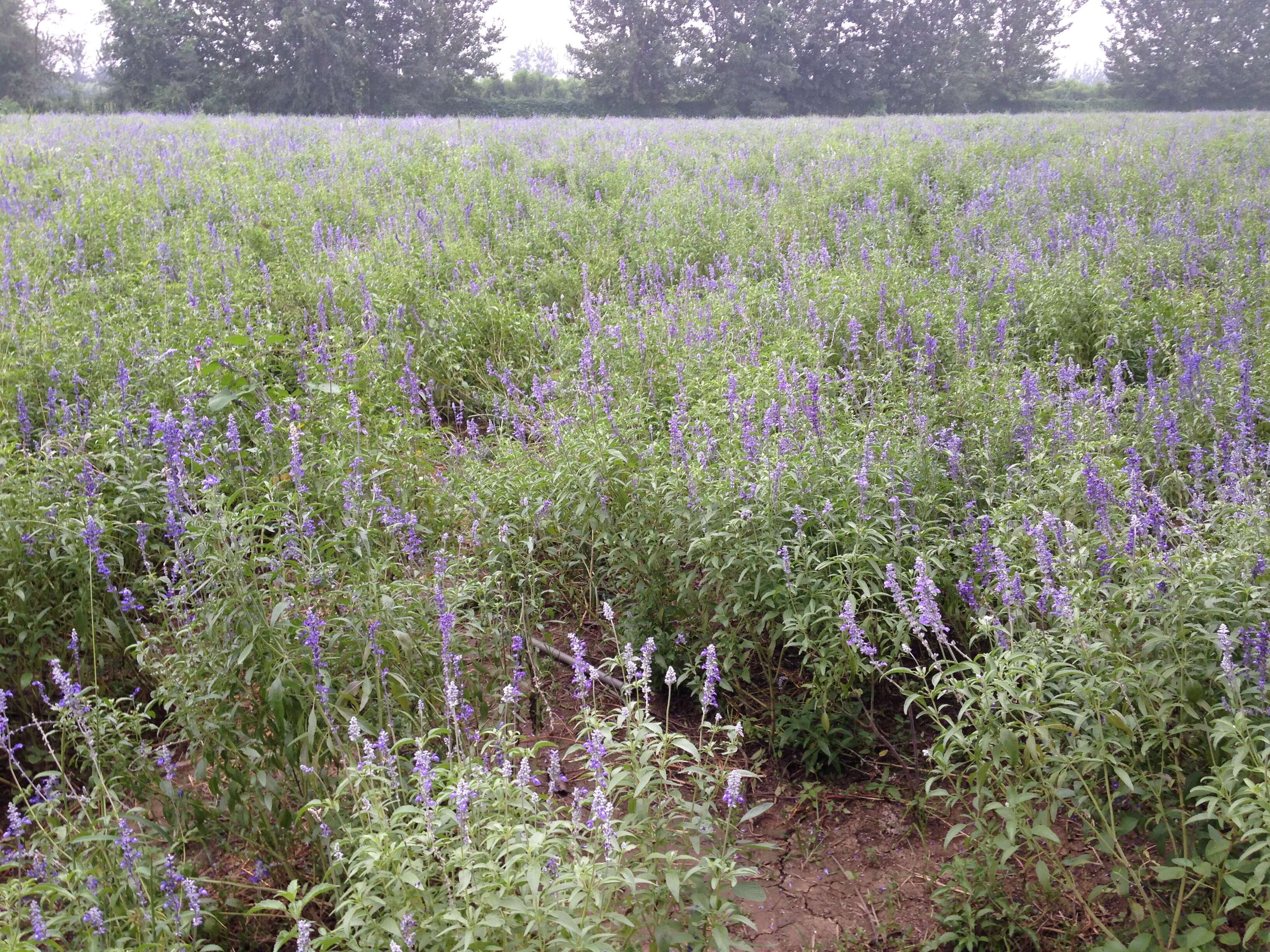 Image of English Lavendar