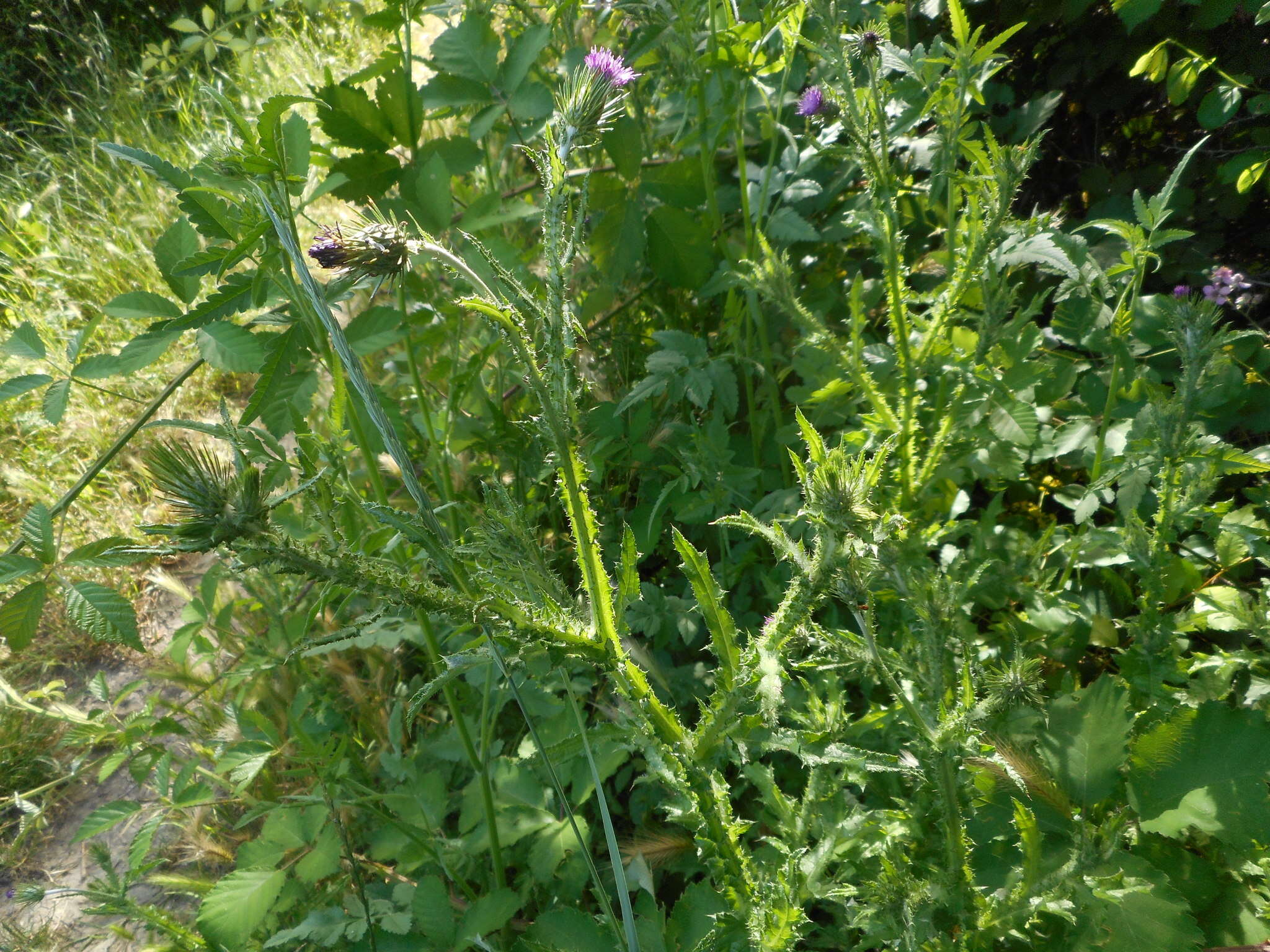 Слика од Carduus acicularis Bertol.