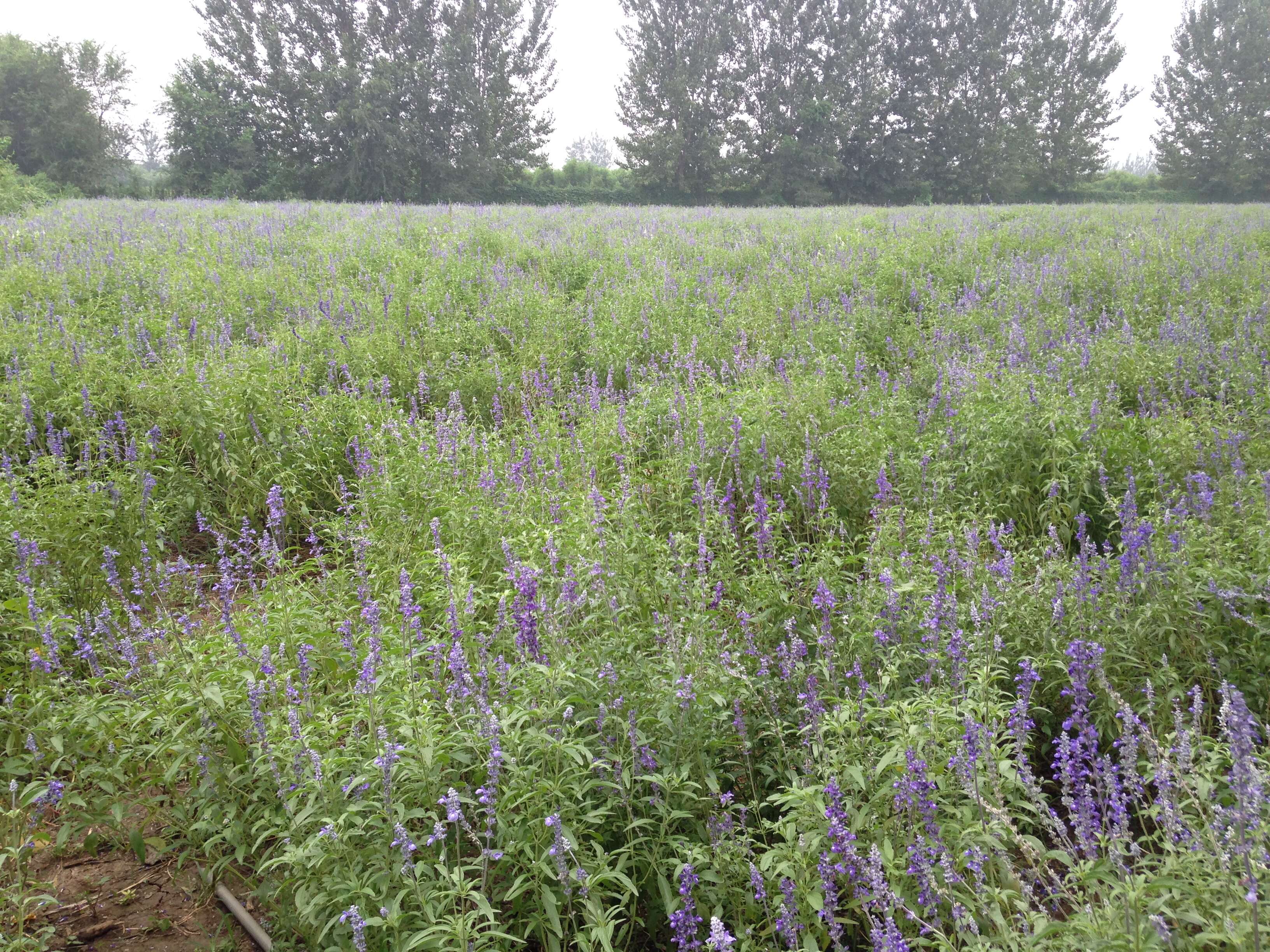 Image of English Lavendar