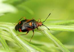 Image of red capsid bug