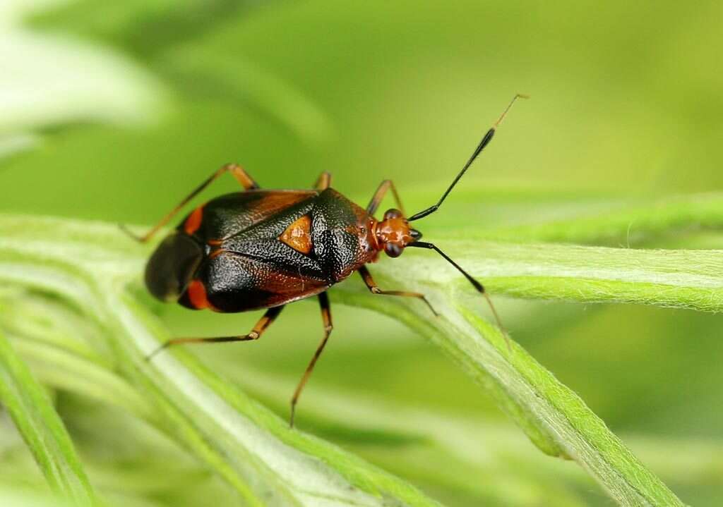 Image of red capsid bug