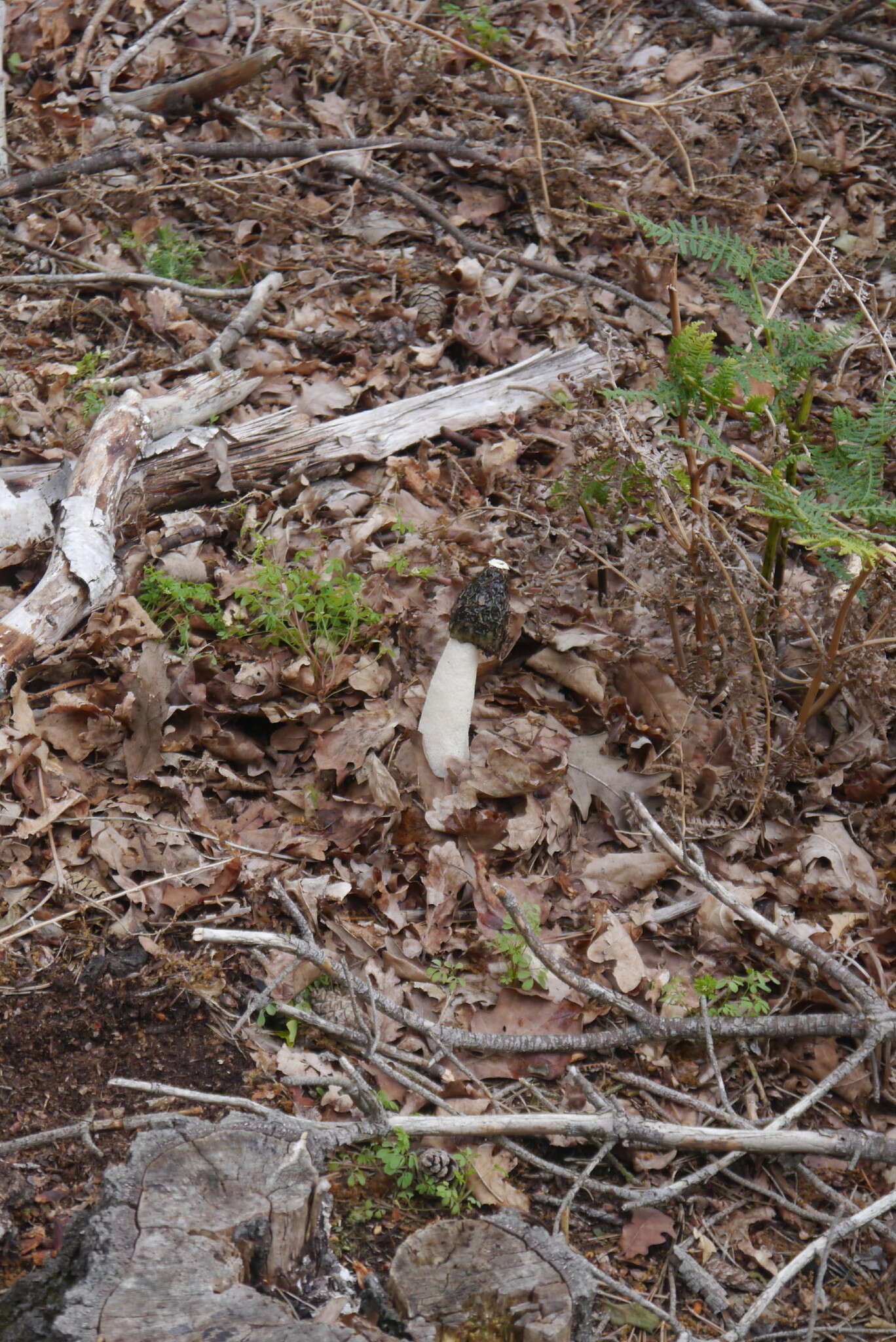 Image of Stinkhorn