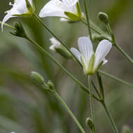 Plancia ëd Cherleria laricifolia (L.) Iamonico