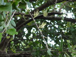 Image of Dendrophthoe falcata (L. fil.) Bl.