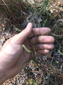 Image of Walter's aster