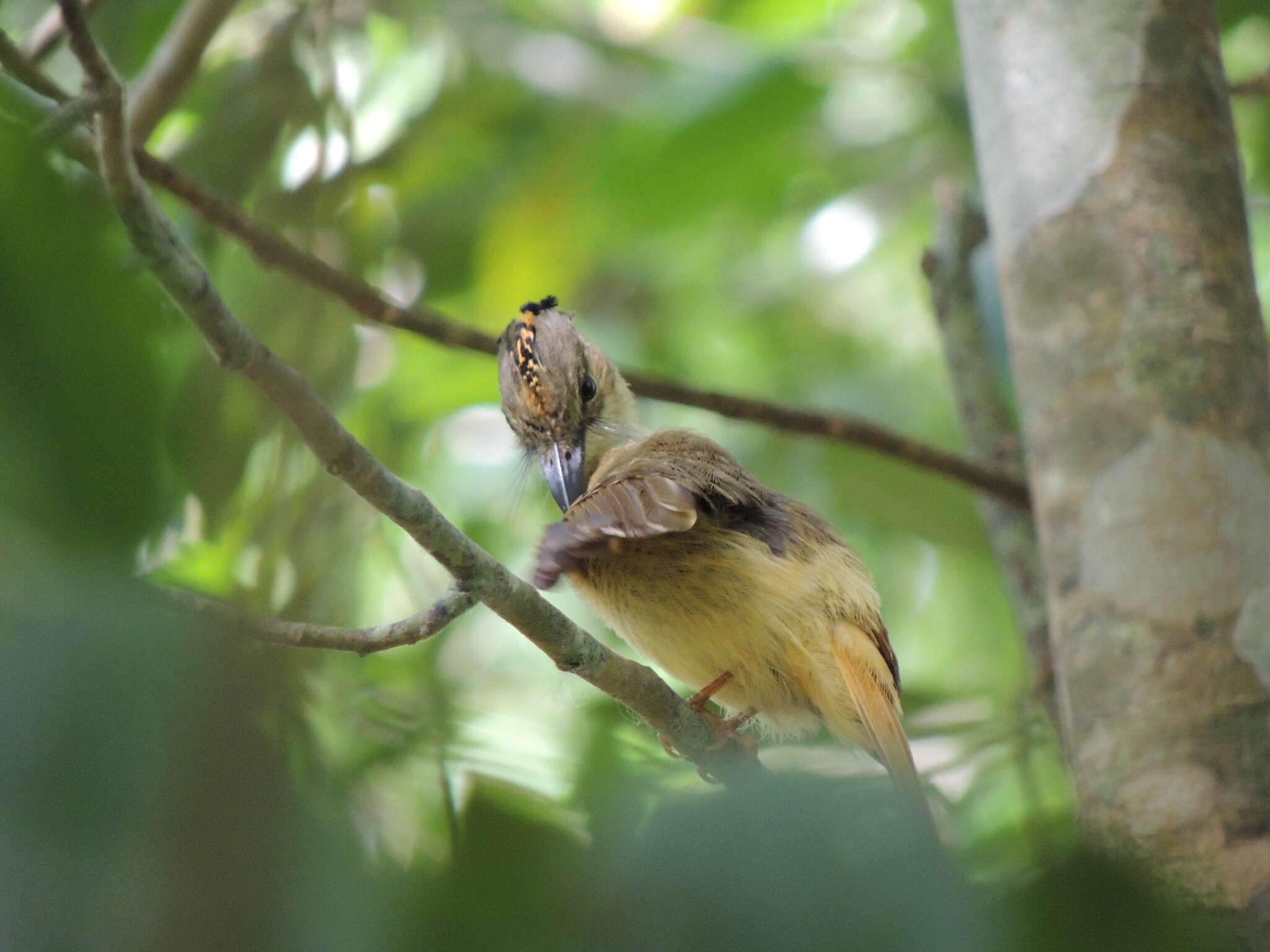 Image of royal flycatcher