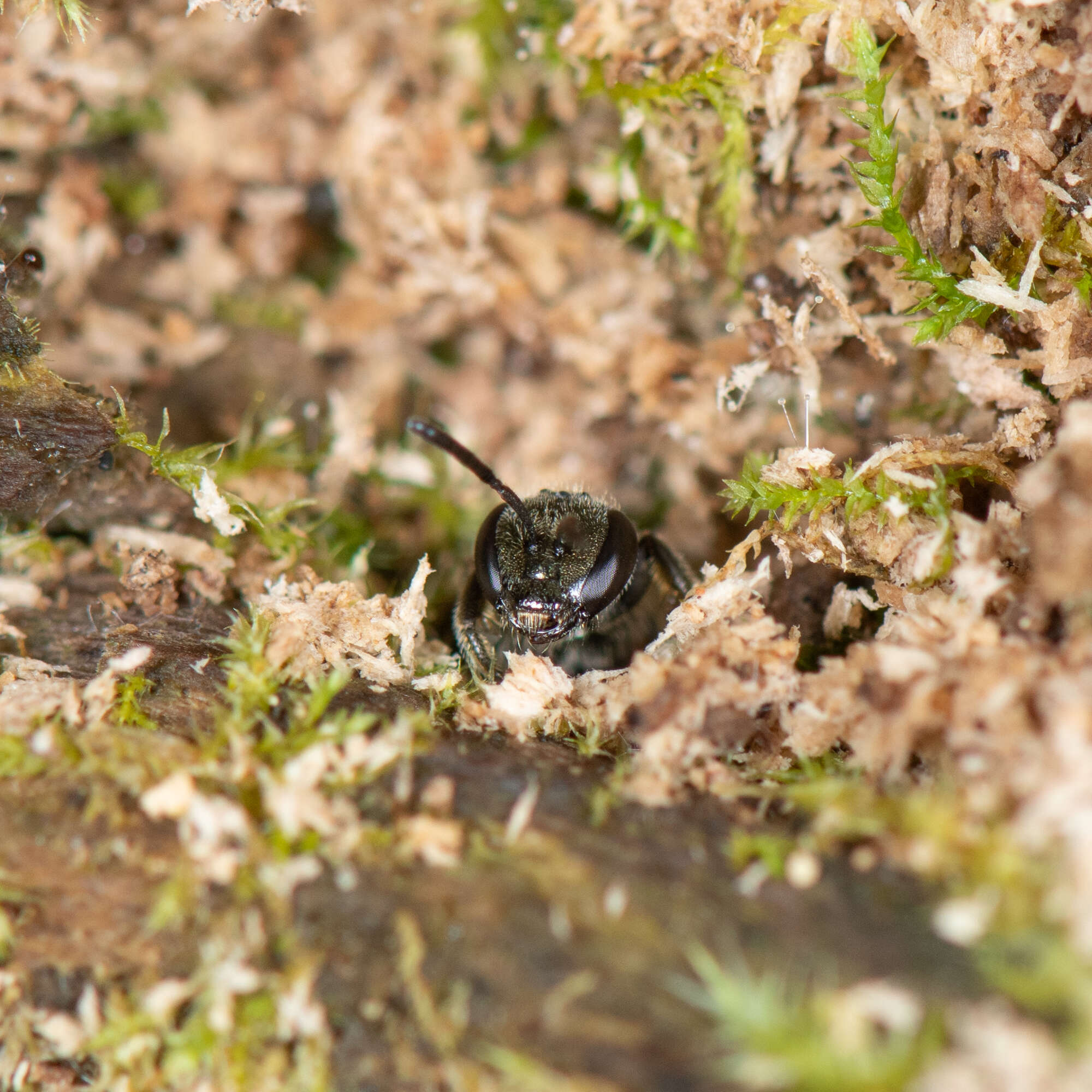 Lasioglossum subviridatum (Cockerell 1938) resmi