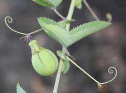 Imagem de Basananthe triloba (Bolus) de Wilde