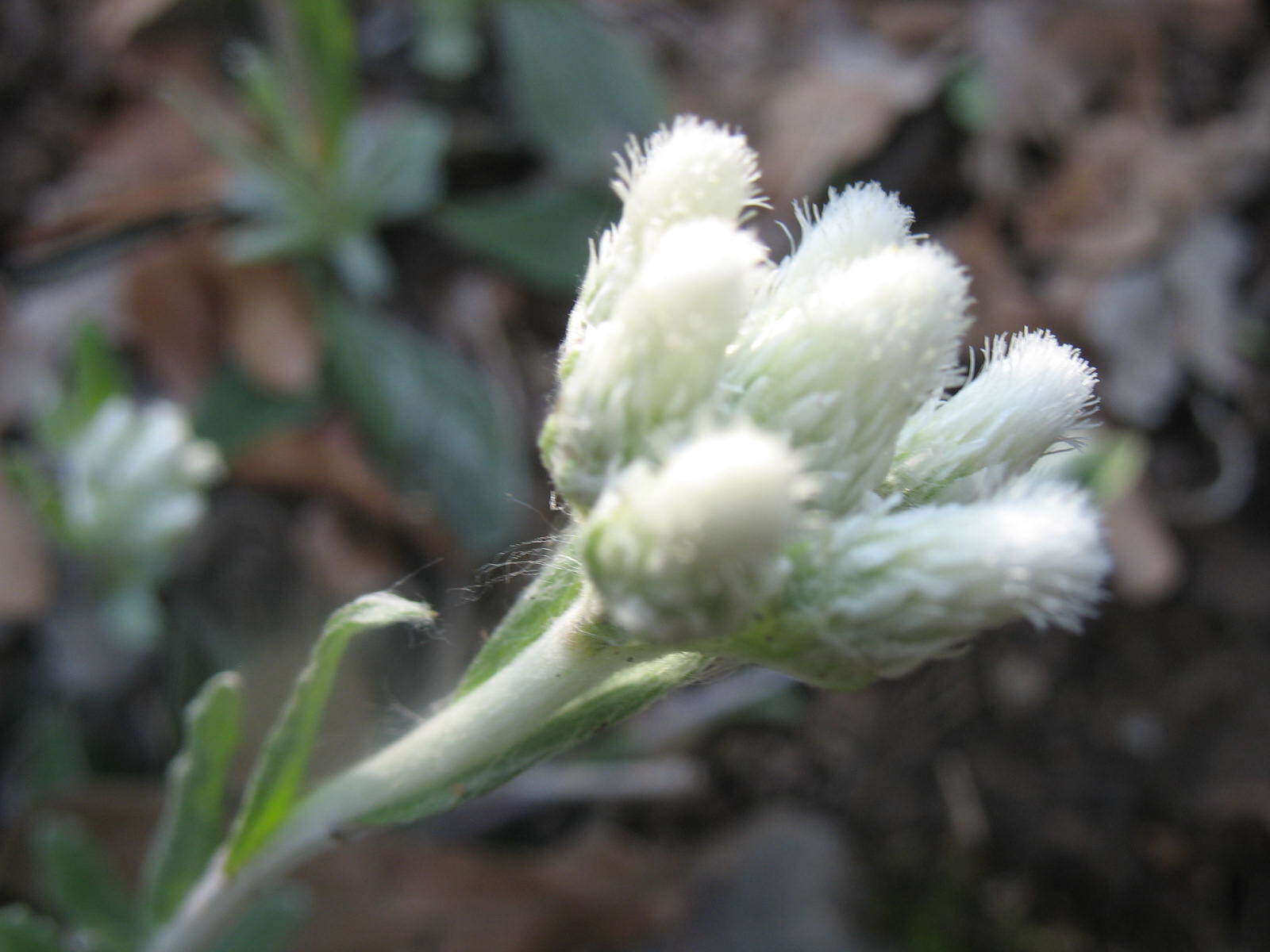 Imagem de Antennaria parlinii subsp. fallax (Greene) R. J. Bayer & G. L. Stebbins