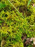 Image of big red stem moss