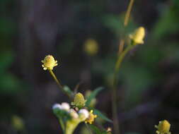 Image de Acmella uliginosa (Sw.) Cass.