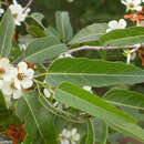 Image of Dombeya lecomtei Hochr.