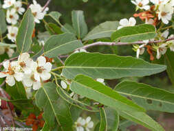 Image of Dombeya lecomtei Hochr.