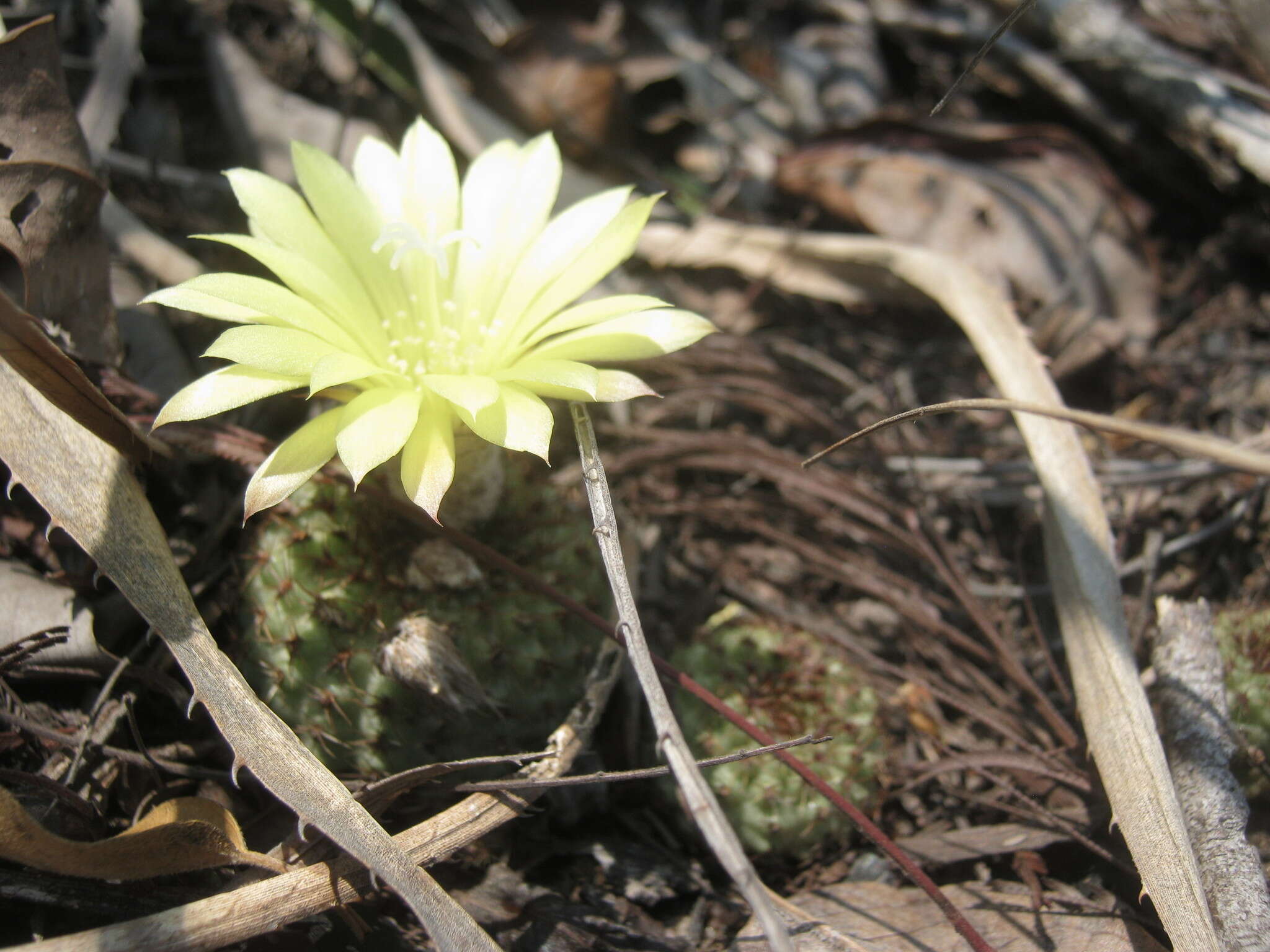 Image of Frailea chiquitana Cárdenas