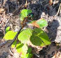 صورة Somatochlora flavomaculata (Vander Linden 1825)