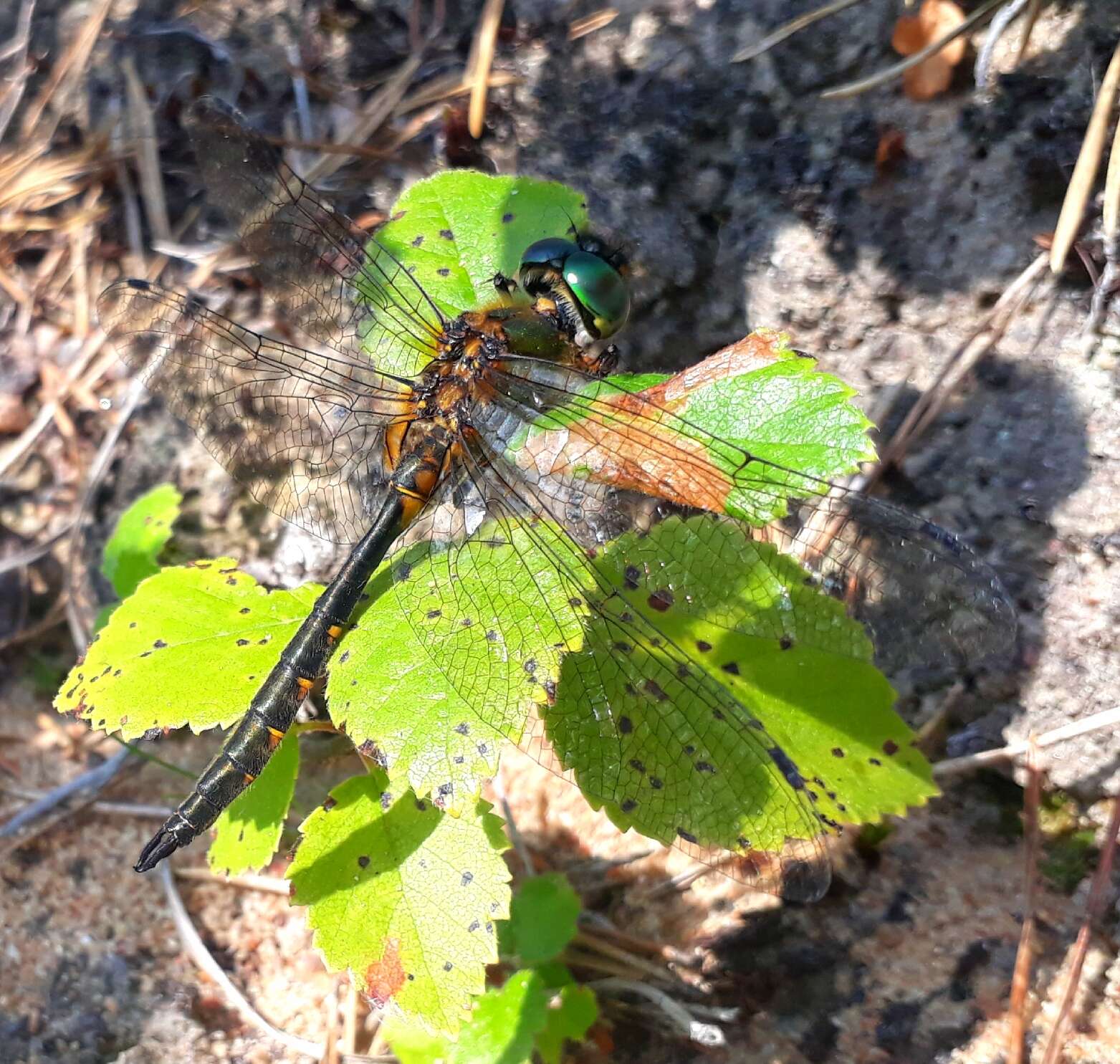 Sivun Täpläkiiltokorento kuva