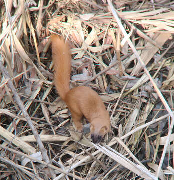 Image of Siberian Weasel