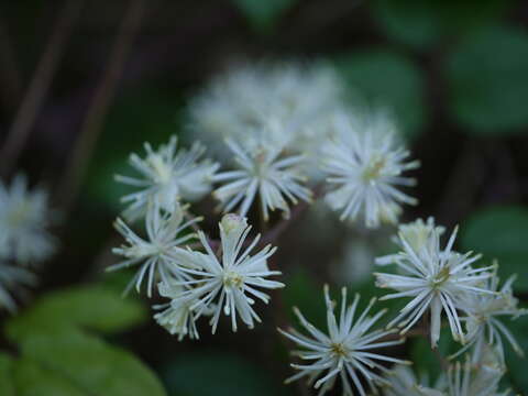 Image of Clematis javana DC.