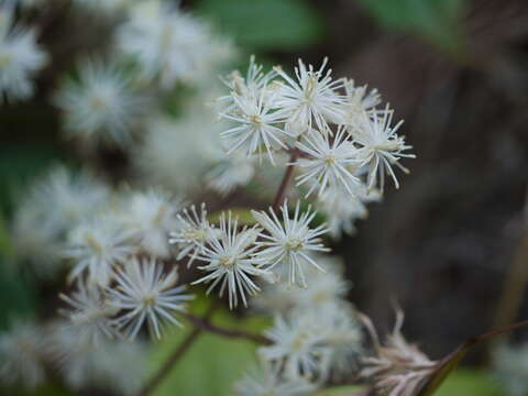 Image of Clematis javana DC.