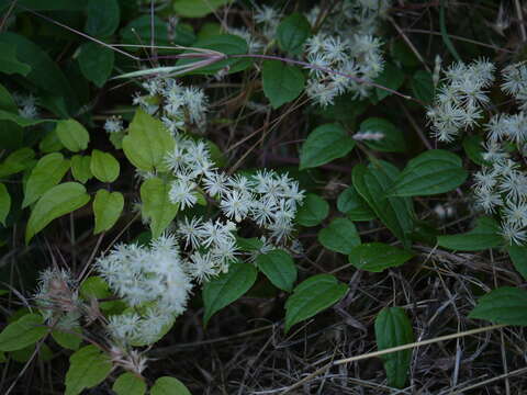 Image of Clematis javana DC.