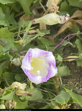 Image of Ipomoea jicama T. S. Brandeg.