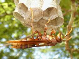 Image of Polistes carnifex rufipennis Latreille 1817