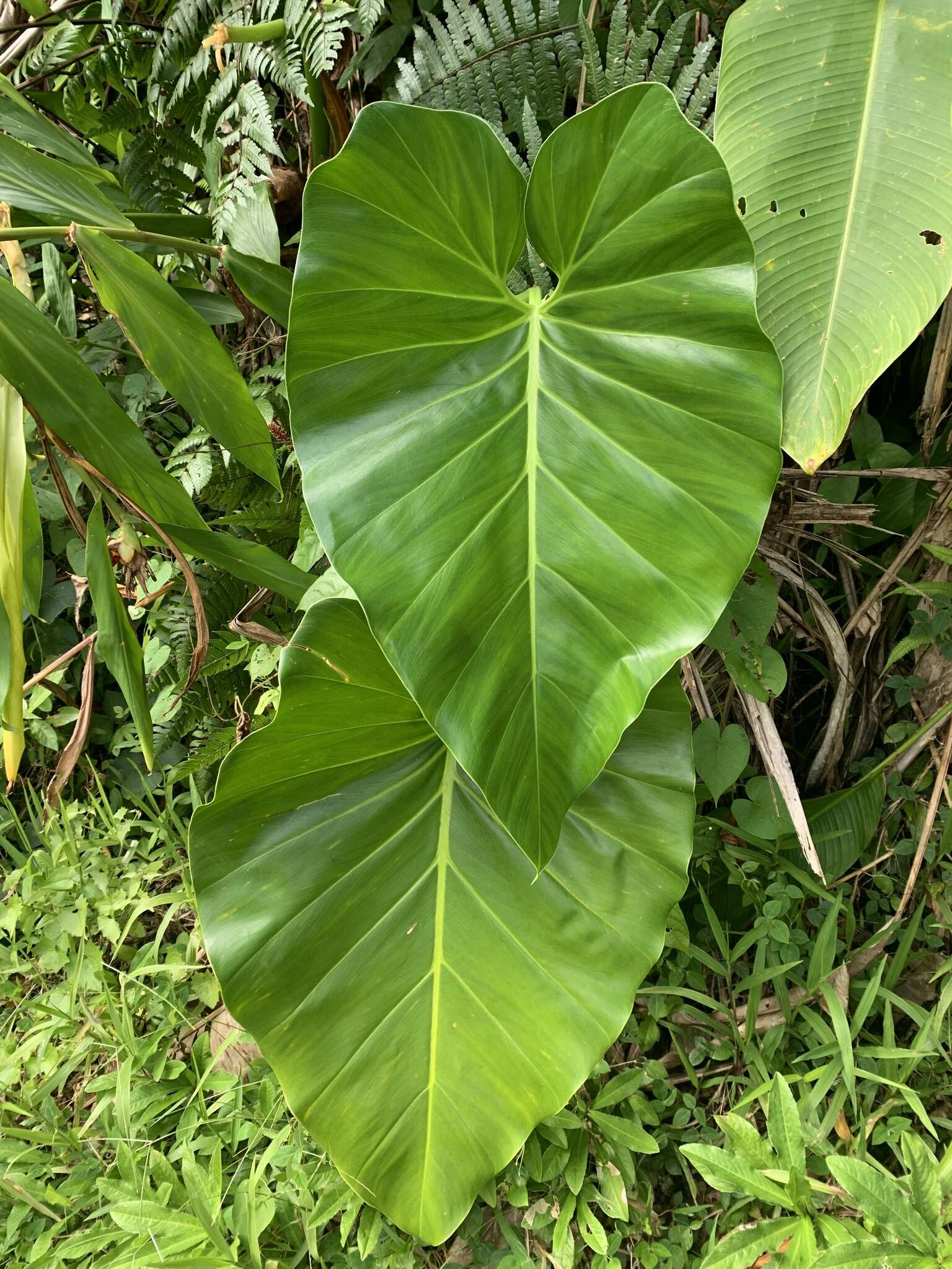 Image of giant philodendron