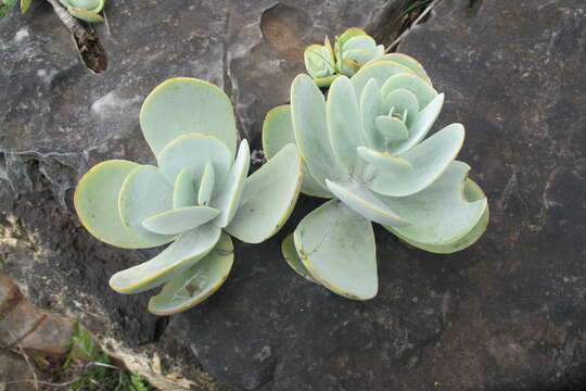 Image of Kalanchoe crouchii