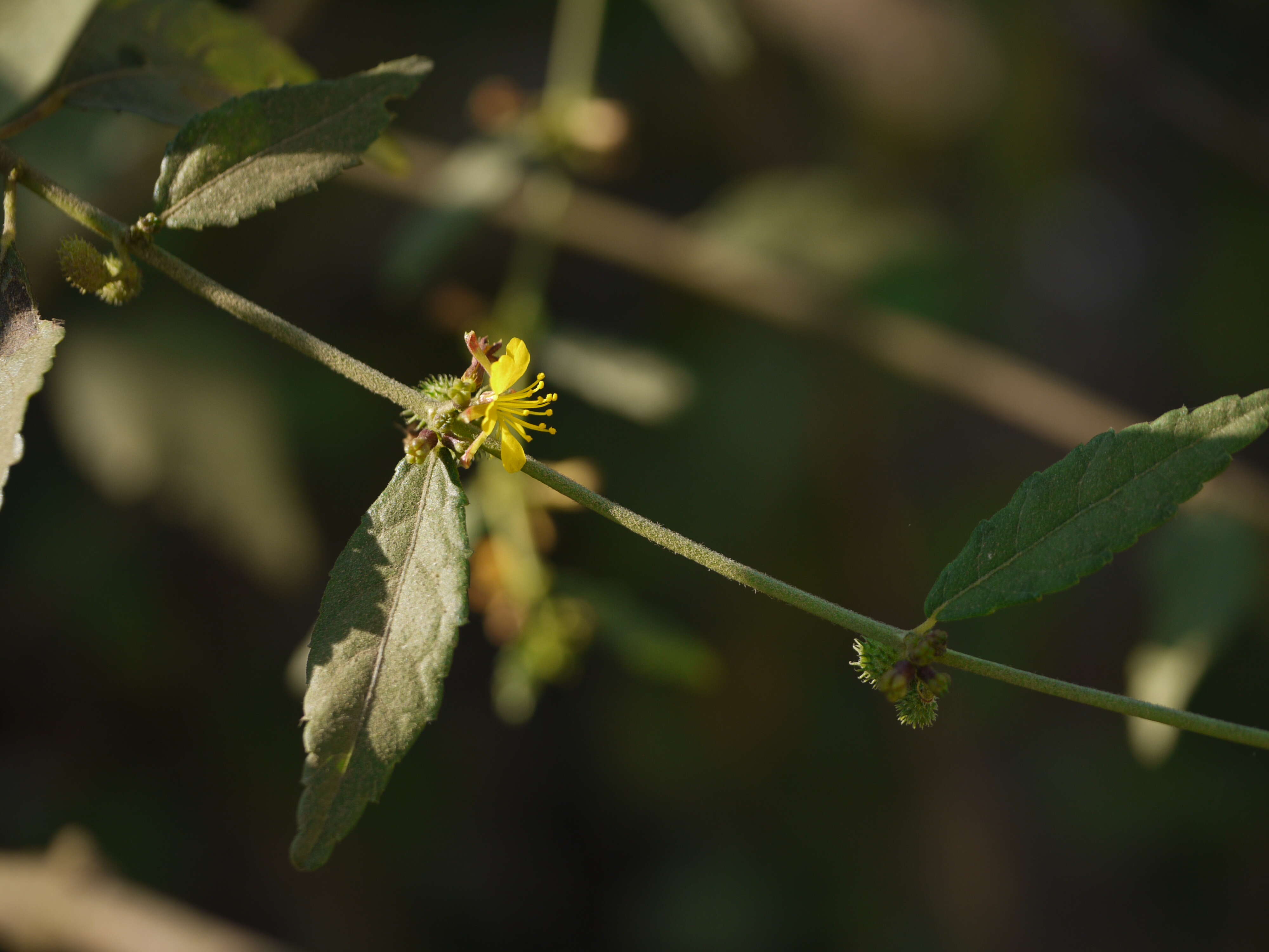 Image of diamond burbark