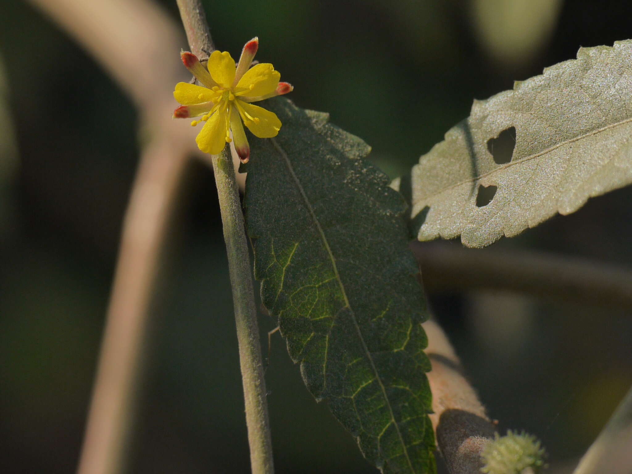 Image of diamond burbark